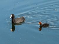 Bläßhuhn mit Küken
